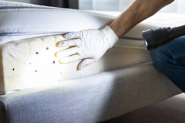 Reliable Colonial Beach, VA Pest Control Solutions