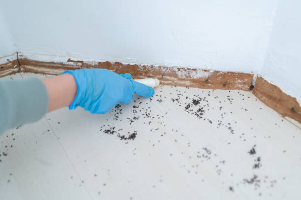 Best Affordable Pest Control Services  in Colonial Beach, VA