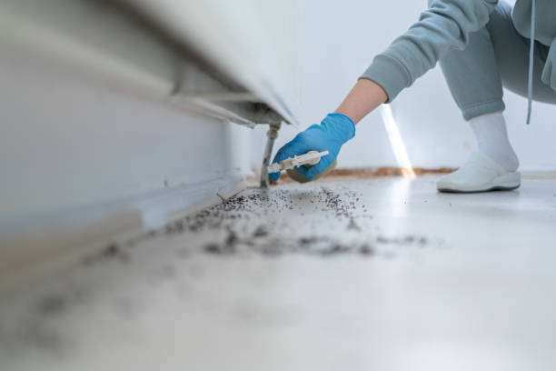 Insect Control in Colonial Beach, VA
